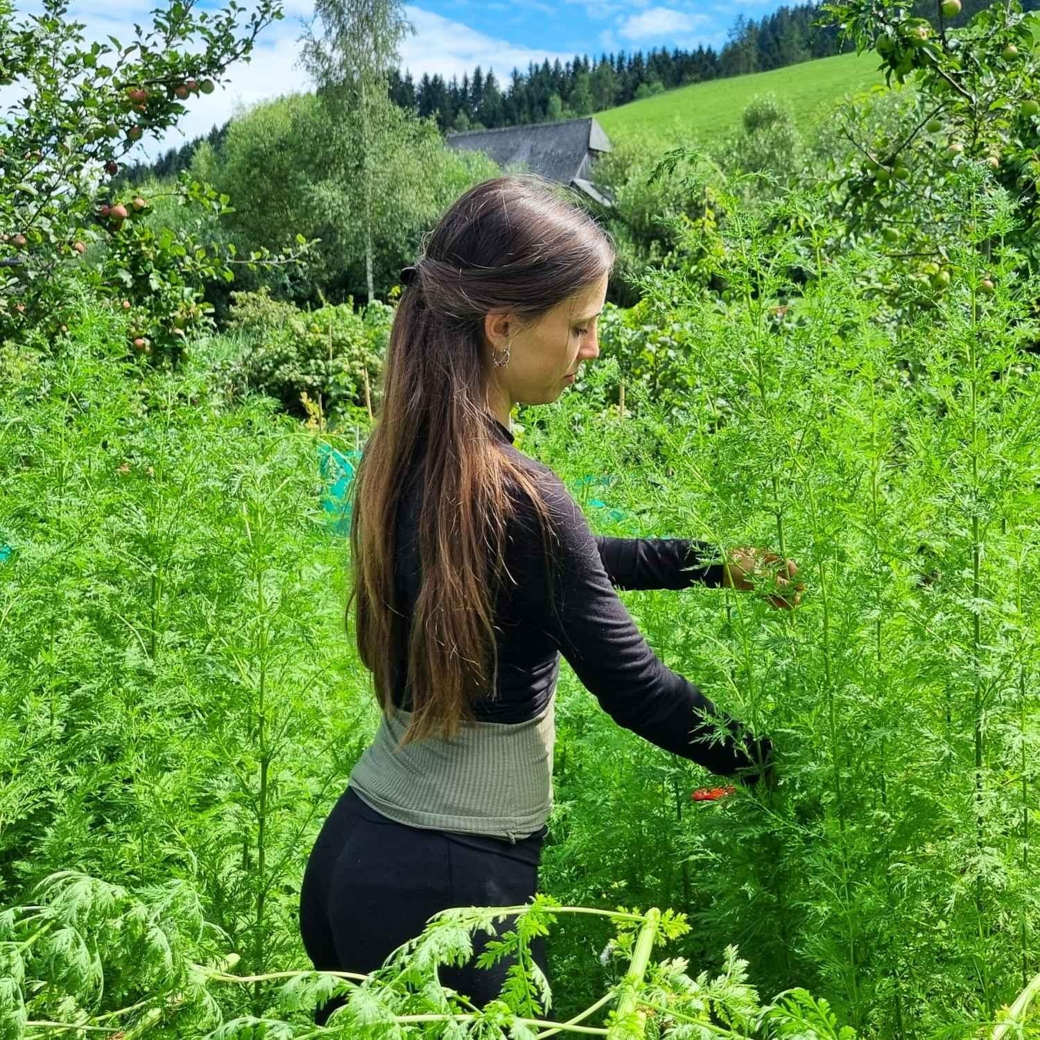 Artemisia Annua Einjähriger Beifuß Österreich Ernte | Naturstoff
