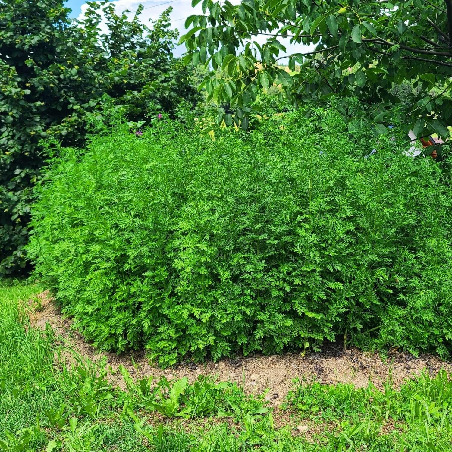 Artemisia annua Pflanzen in unserem Garten | Naturstoff