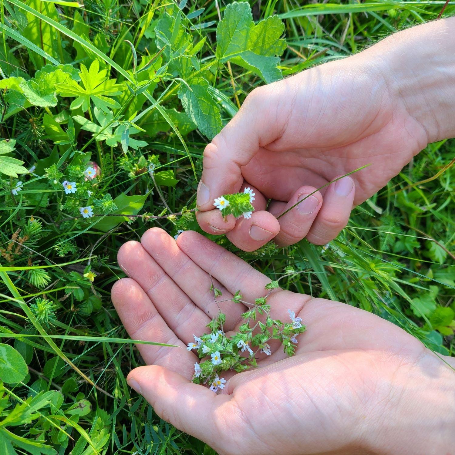 Augentrost Ernte aus unserem Garten in der Steiermark mit Blüten | Naturstoff