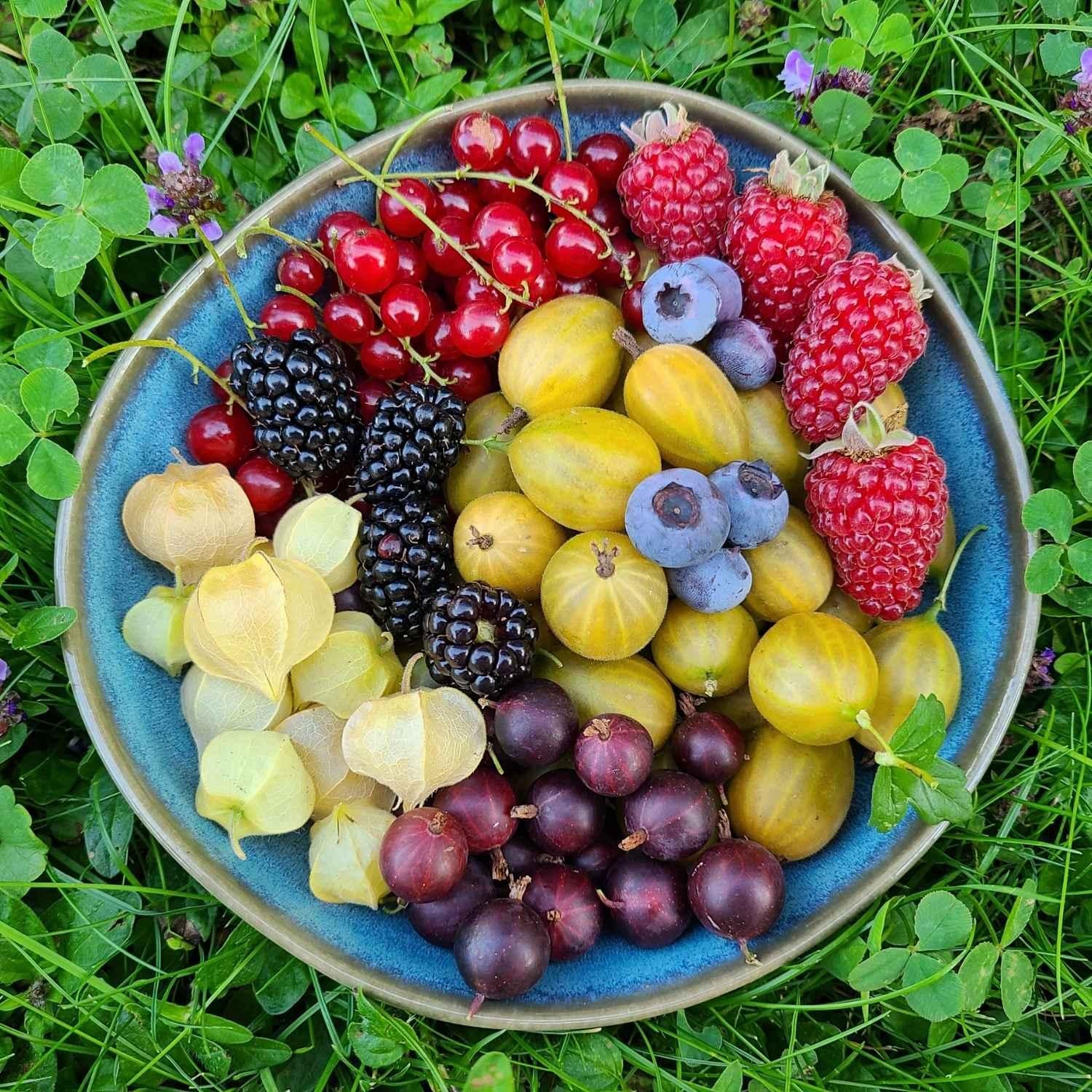 Beeren aus dem eigenen Garten in der Steiermark | Naturstoff