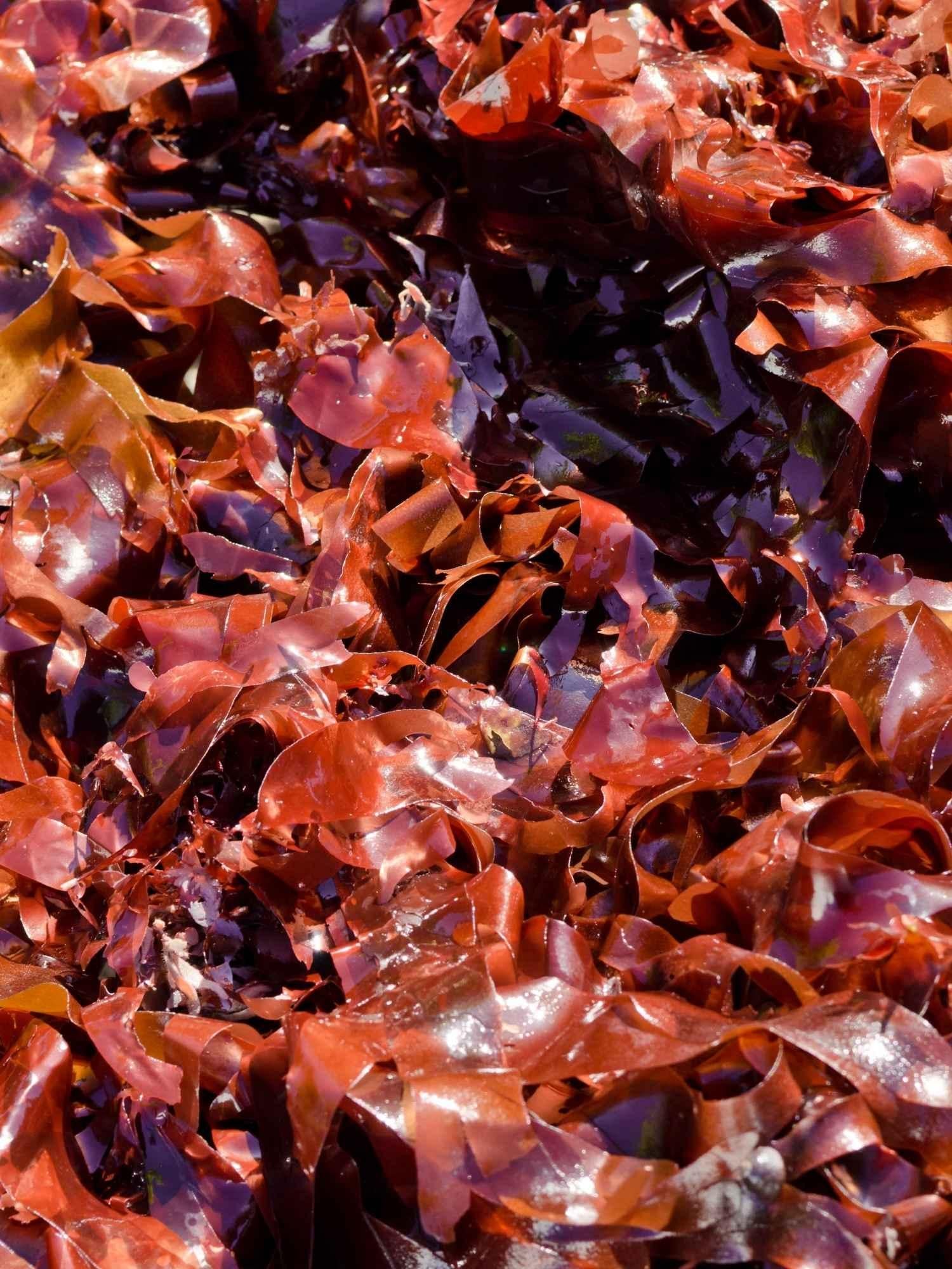 Dulse im Atlantik der Bretagne Naturstoff