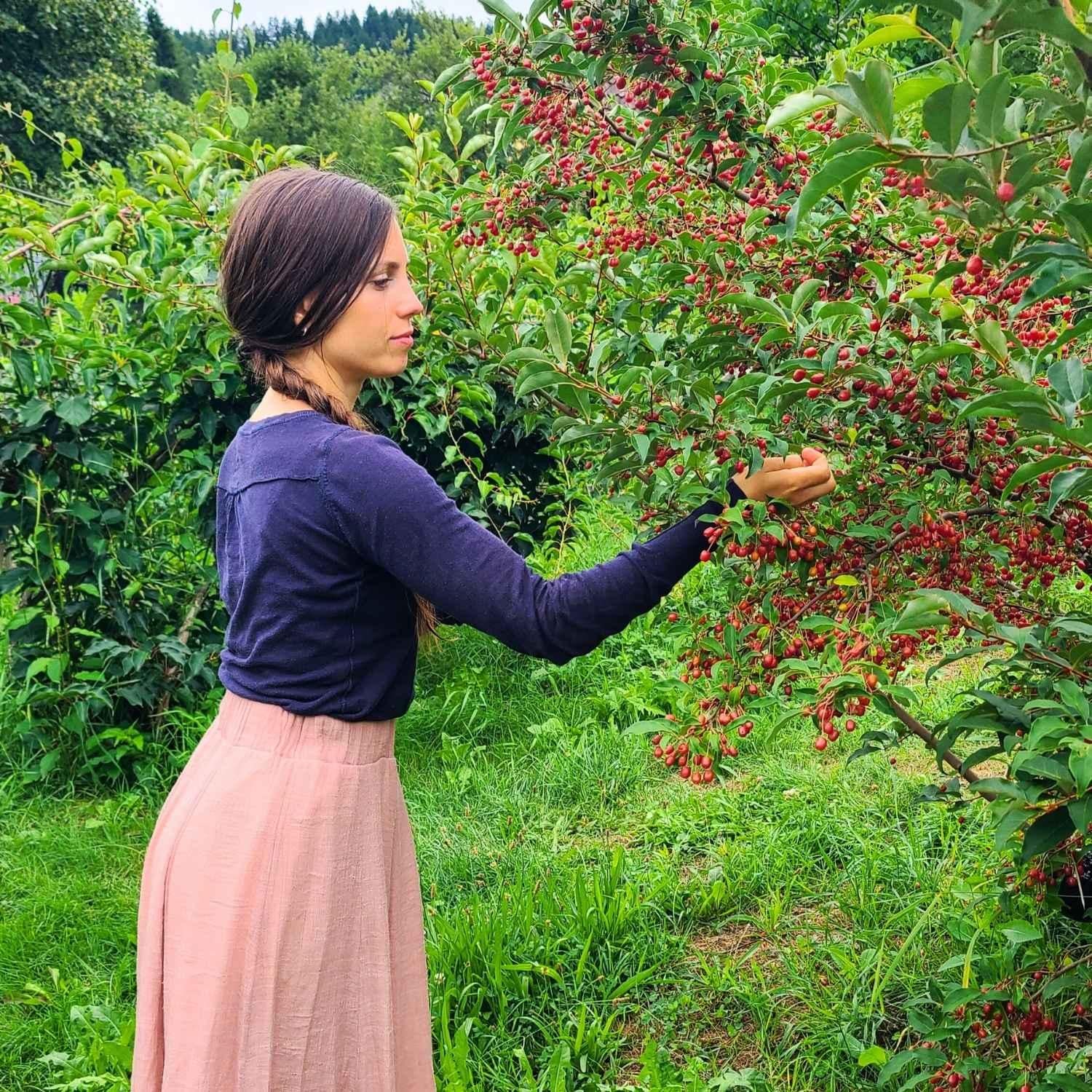 Ernte der Ölweide im frühen Sommer | Naturstoff