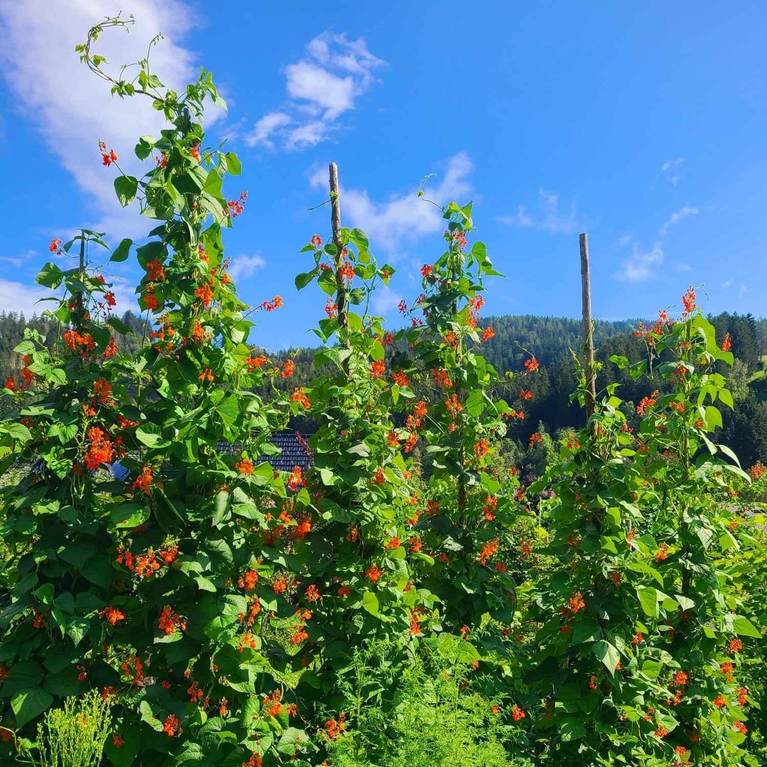 Feuerbohneblüte im eigenen Garten | Naturstoff