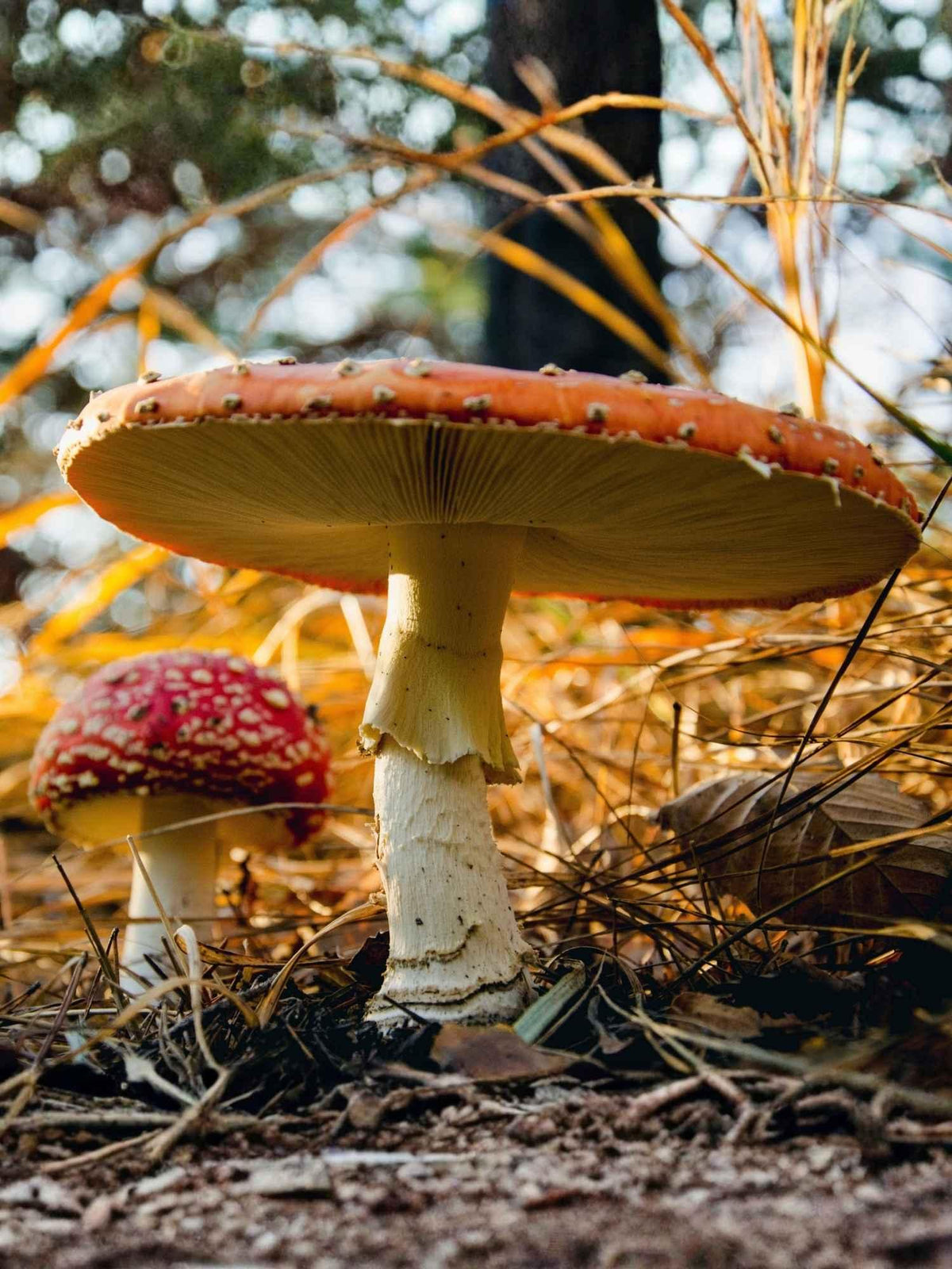 Fliegenpilz im Wald | Naturstoff