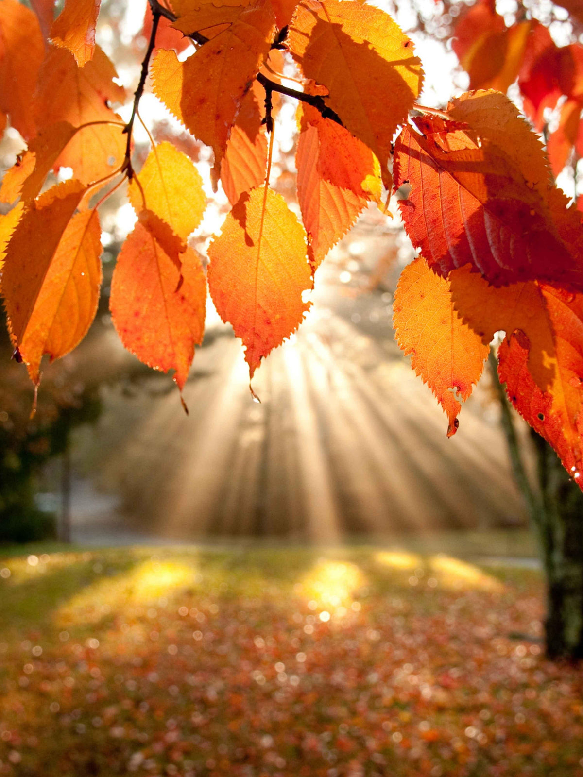 Herbst-Jubiläum Naturstoff