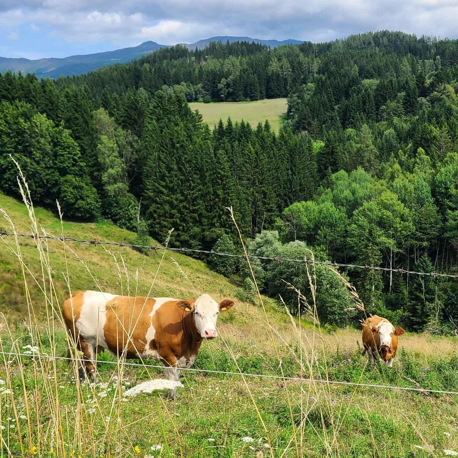 Kühe in idyllischer Landschaft in Österreich | Naturstoff