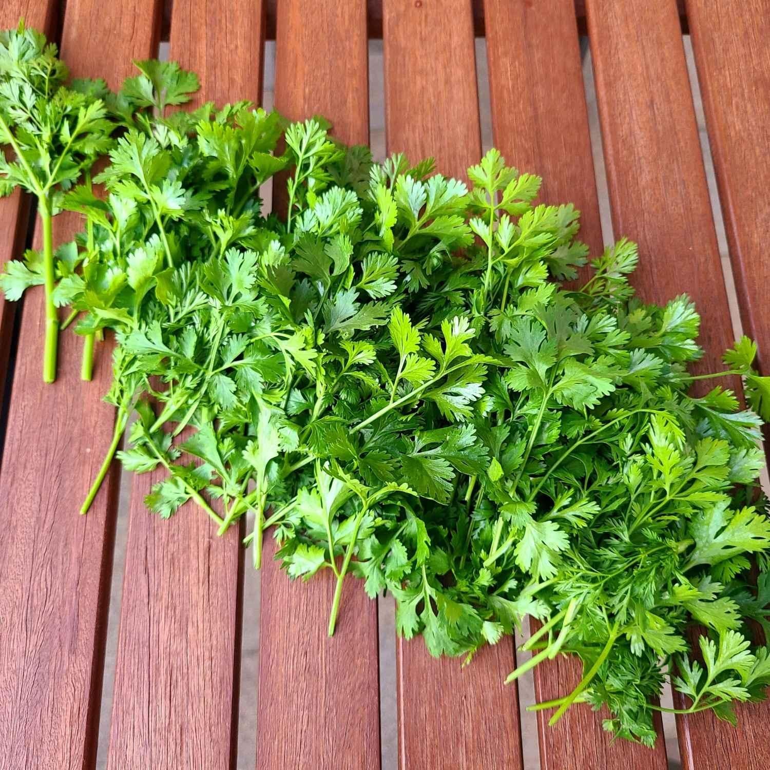 Koriander Ernte aus dem eigenen Garten | Naturstoff