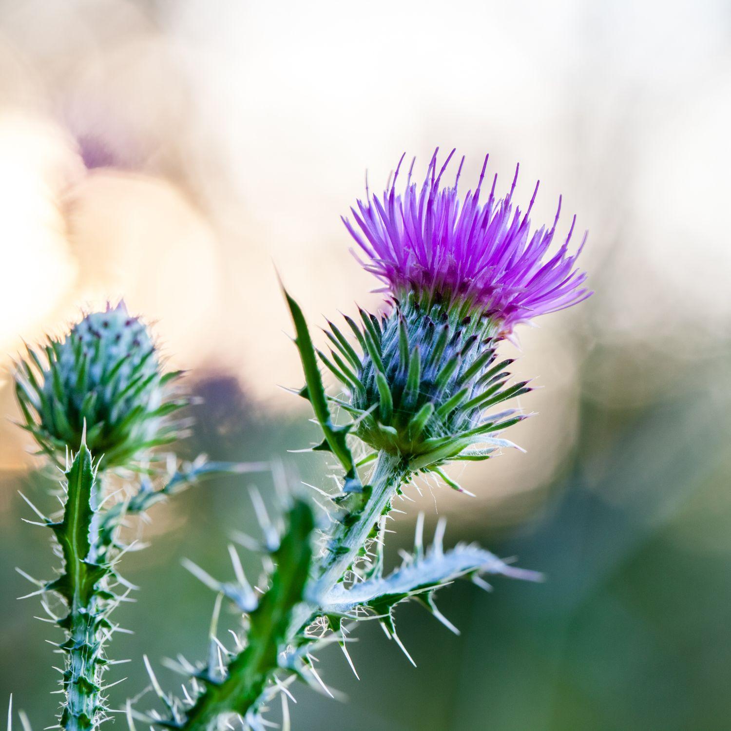 Leberwohl Kapseln Mariendistelbluete | Naturstoff
