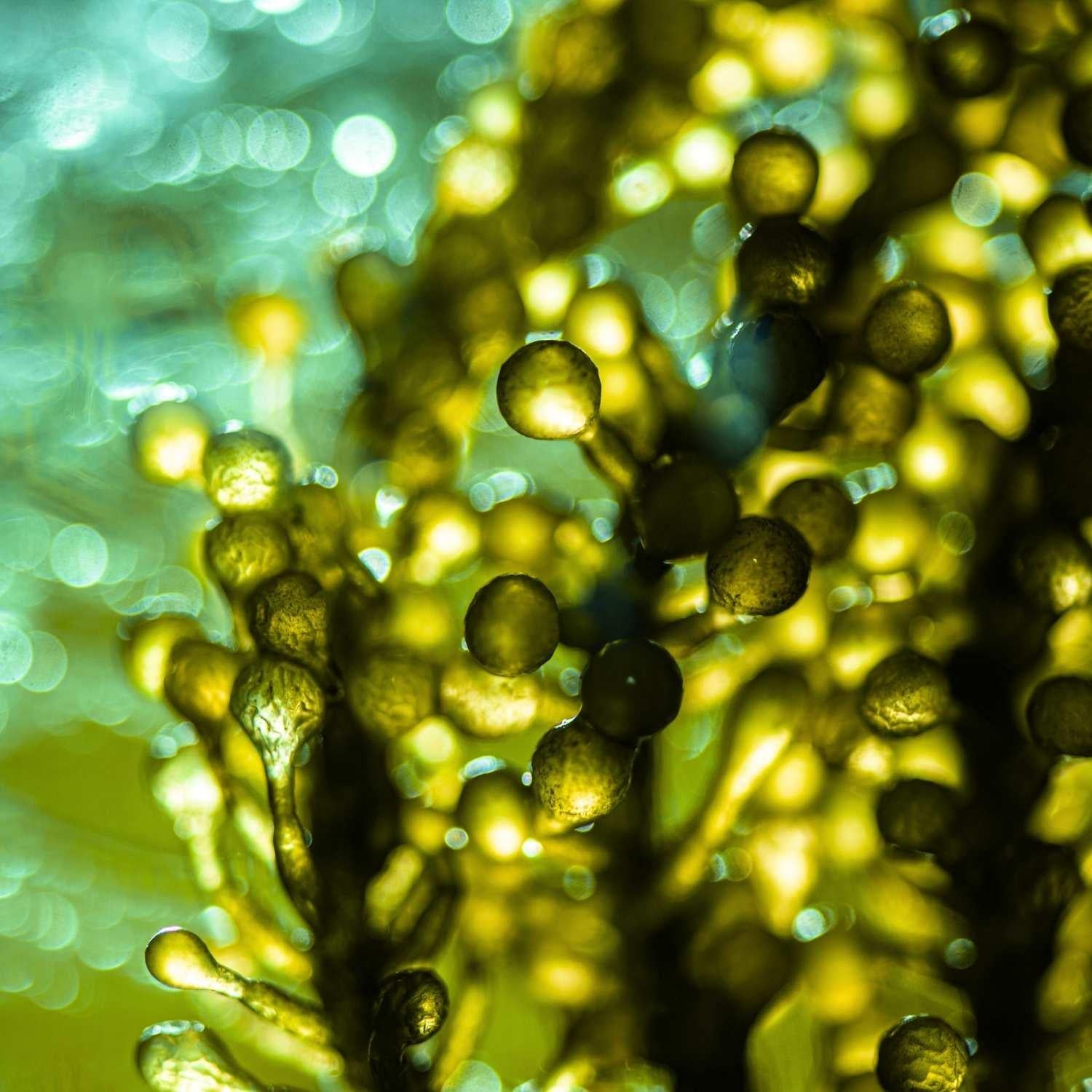 Hochdosierte Omega 3  mit DHA und EPA aus speziellen Algen | Naturstoff