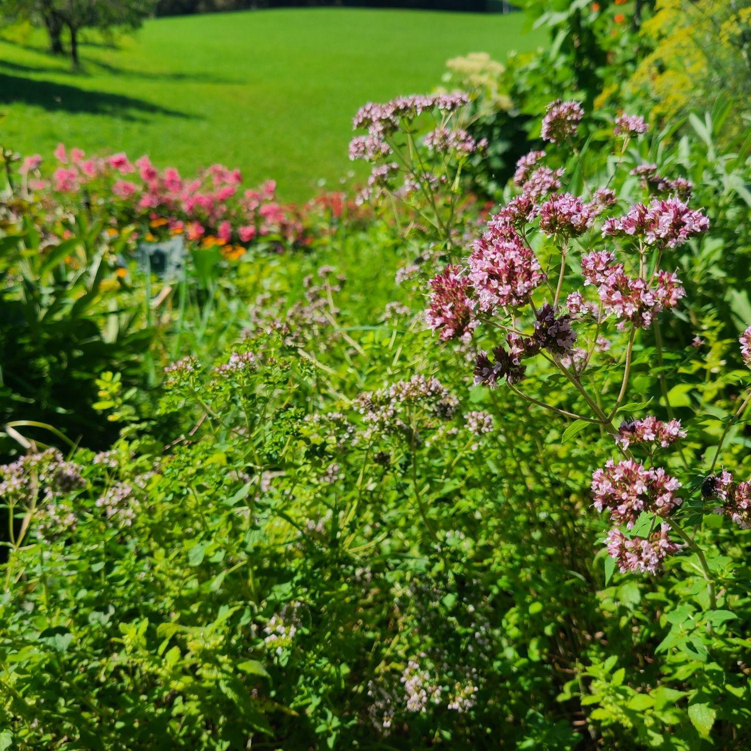 Oreganoblüte im eigenen Garten | Naturstoff