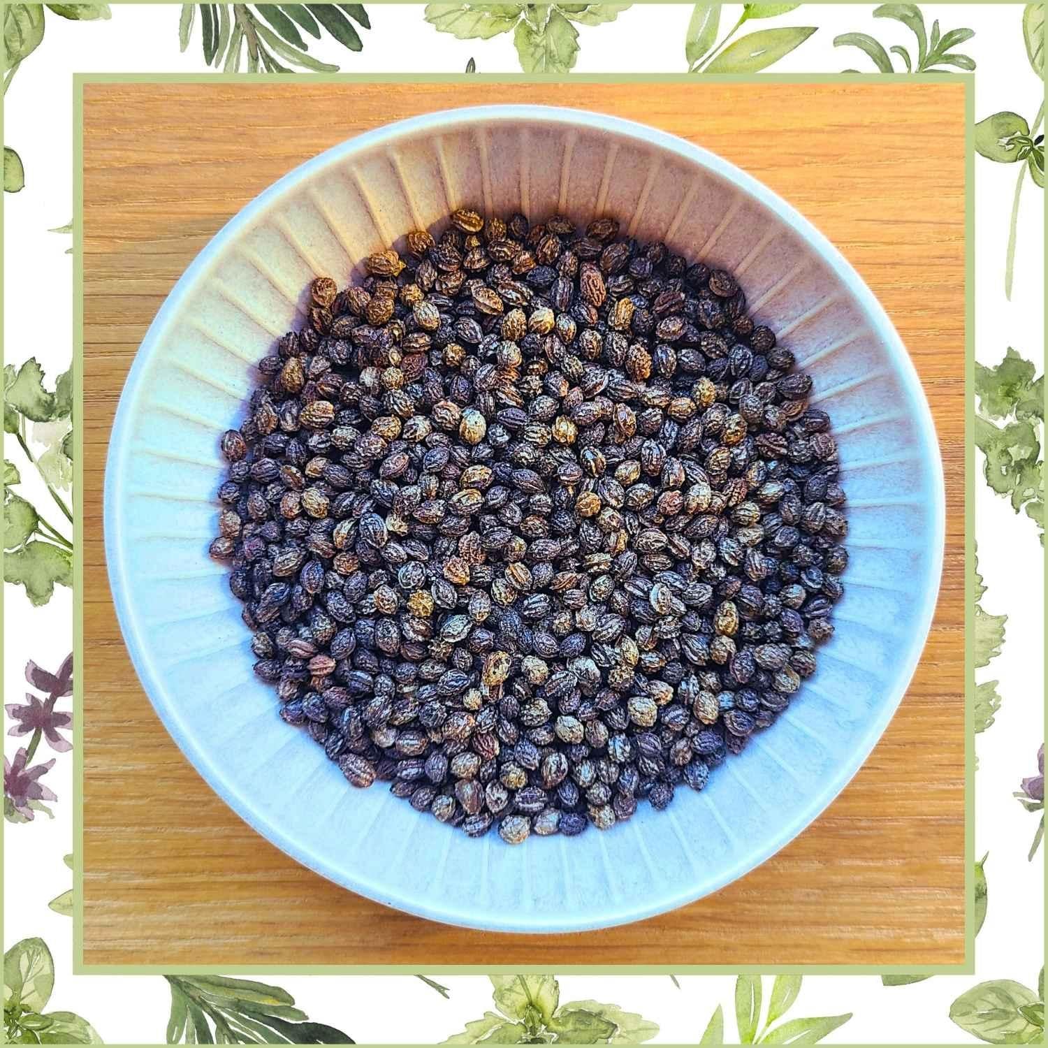 Papayakerne Papayasamen getrocknet in Schale von oben | Naturstoff