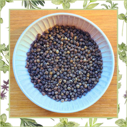 Papayakerne Papayasamen getrocknet in Schale von oben | Naturstoff