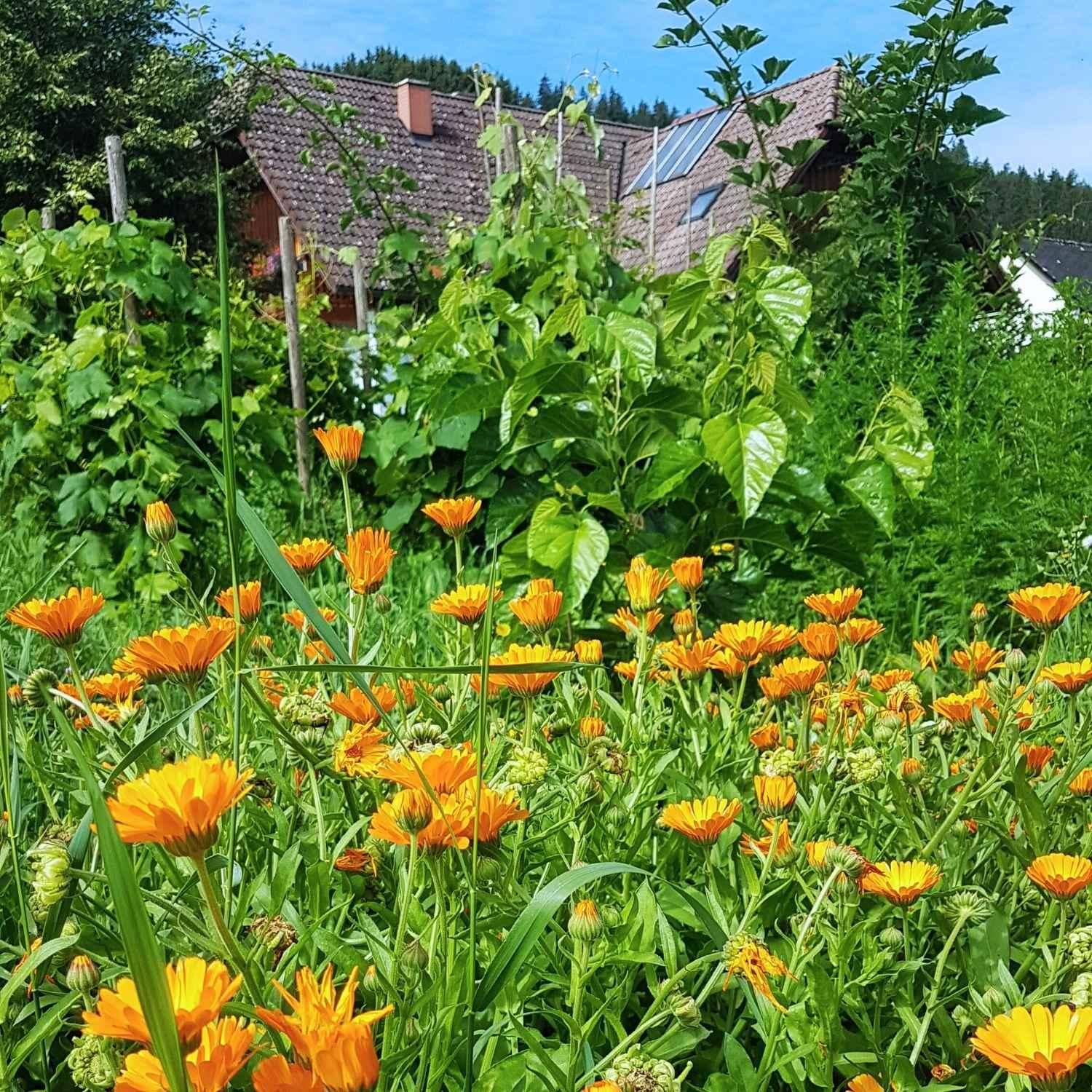 Ringelblumen im Familengarten | Naturstoff