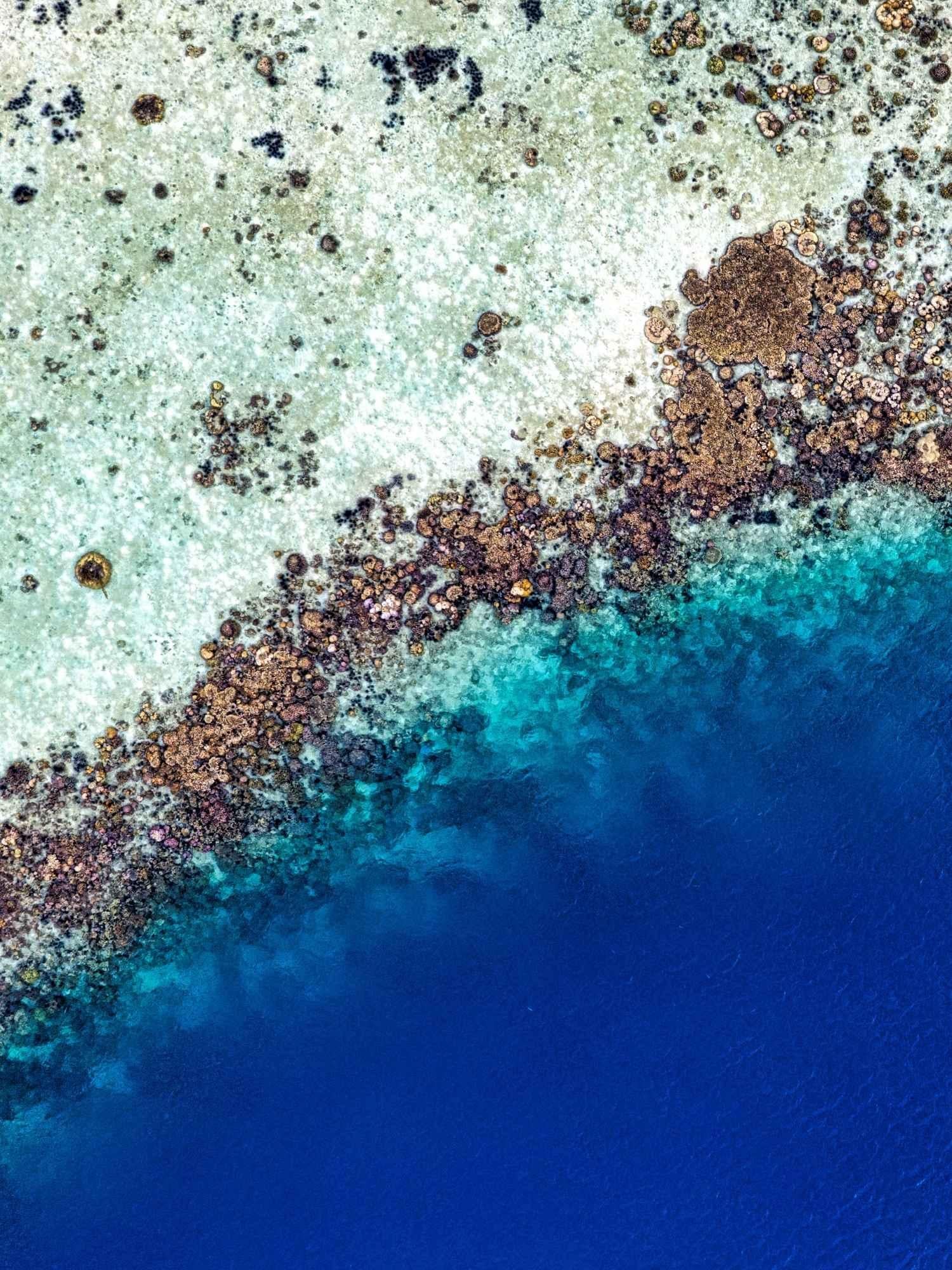Sango Korallenvorkommen auf der japanischen Insel Okinawa Naturstoff