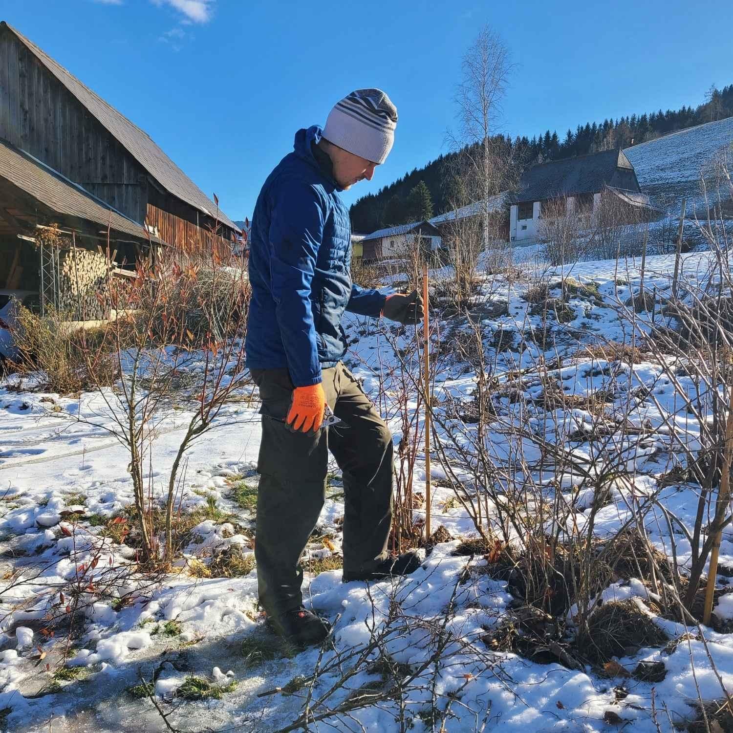 Schnitt der Beerenstraucher | Naturstoff