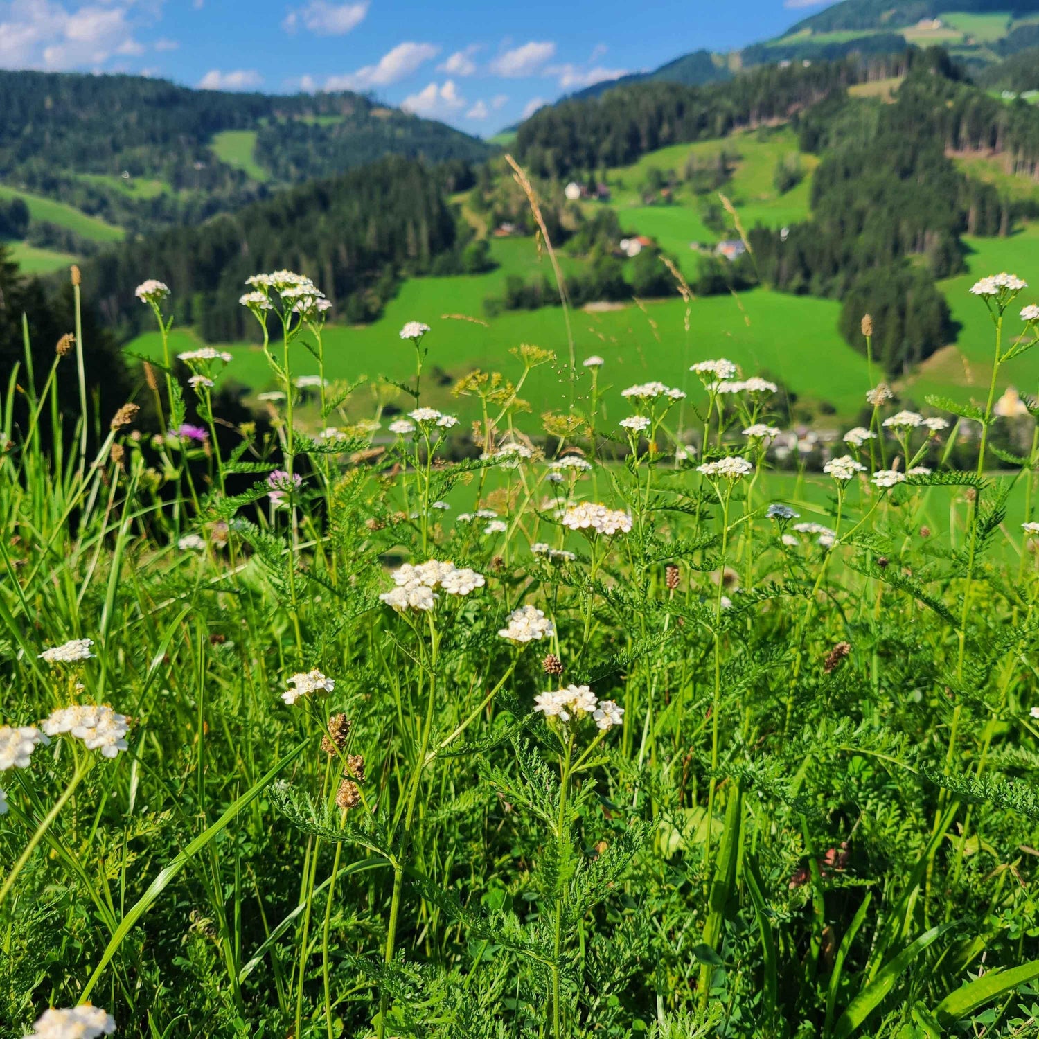 Steirische Bergwelt mit Frauenkräutern | Naturstoff
