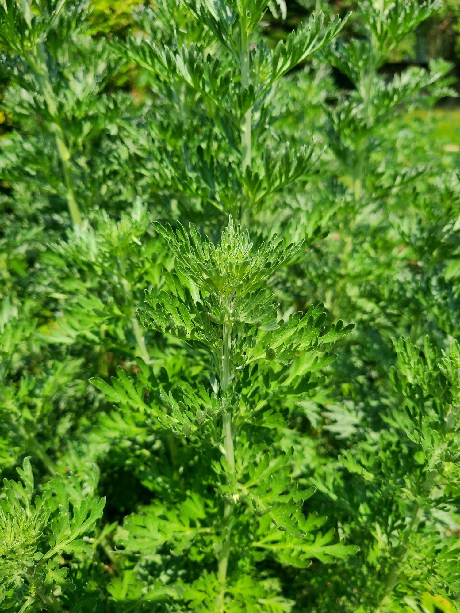 Wermut Pflanze in unserem Garten | Naturstoff