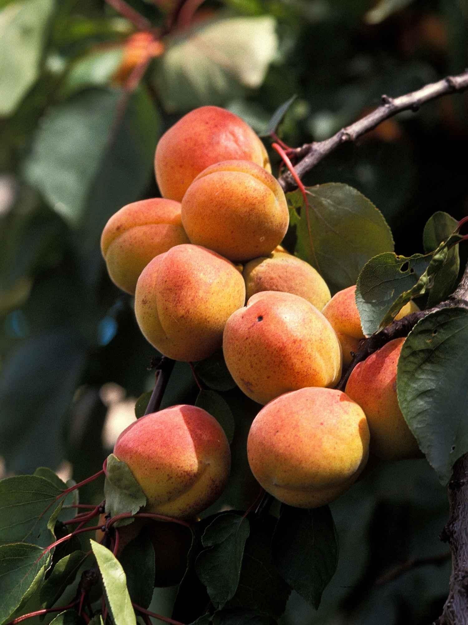 Wildaprikose Prunus armeniaca Naturstoff