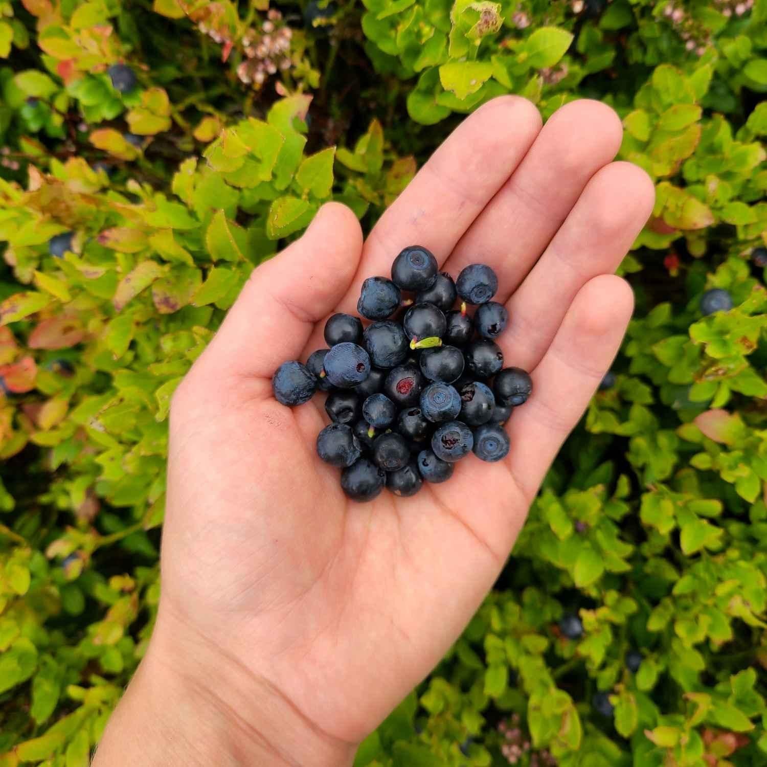 Wilde Heidelbeeren in der Steiermark | Naturstoff