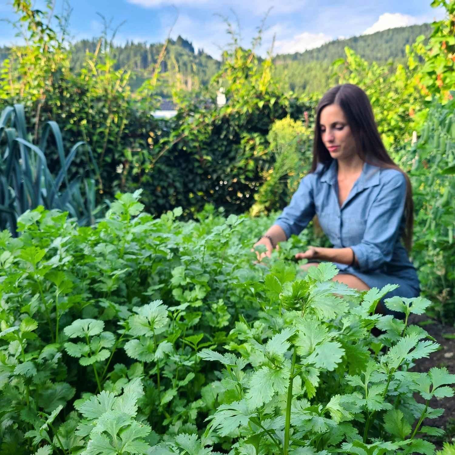 Wir von Naturstoff Gründer bei der Korianderernte | Naturstoff