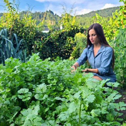 Wir von Naturstoff Gründer bei der Korianderernte | Naturstoff